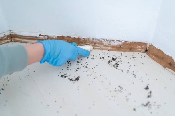 Best Termite Control Services  in Fort Myers Beach, FL